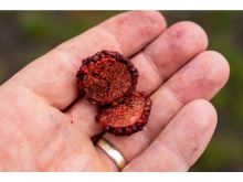 Chytil Boilies Pandemia 100g 20mm 2S/Scopex Squid (8)