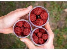 Chytil Boilies Pandemia 100g 16mm (15)