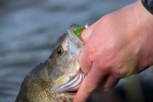 FOX Rage Jigová hlavička Micro Jigs (1)
