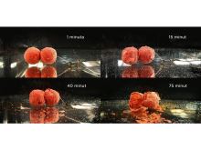 Chytil Rozpustné Boilies 120g 16mm (12)